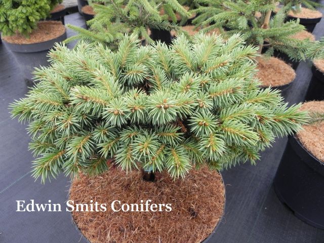 Picea pungens 'Fat Mac'